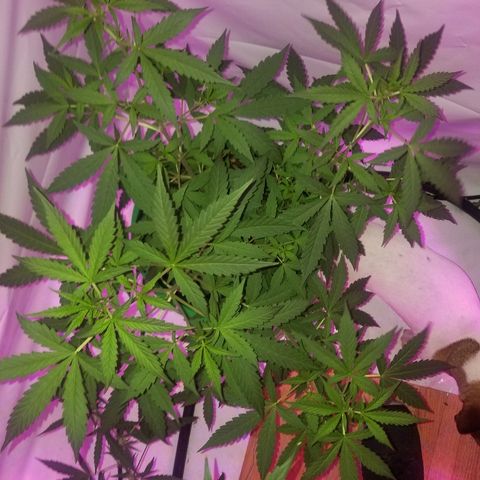 Bam Bam #1 growlog timeline photo