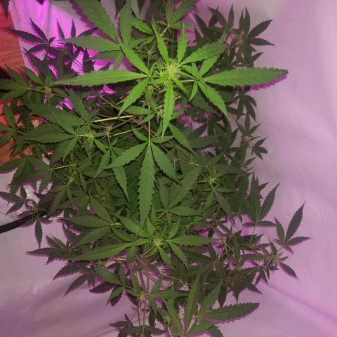 Do Si Dos Auto growlog timeline photo