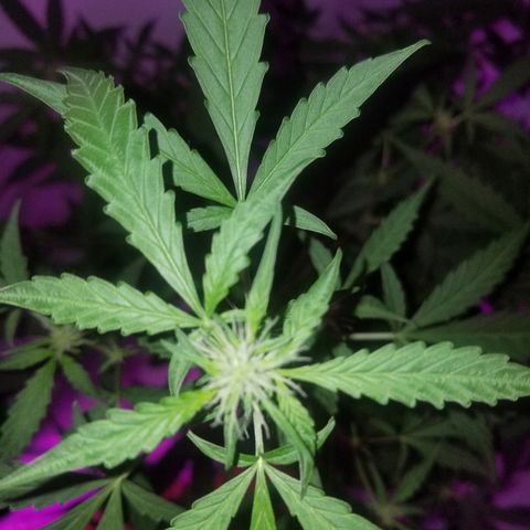 Do Si Dos Auto growlog timeline photo