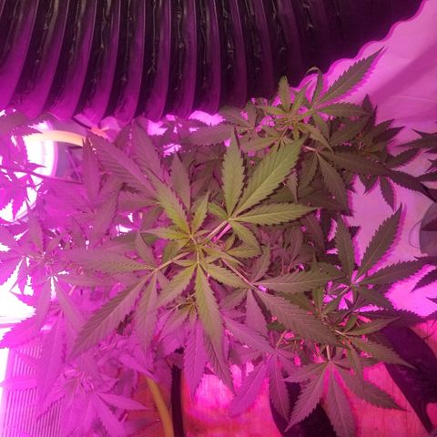 G14 #1 growlog timeline photo