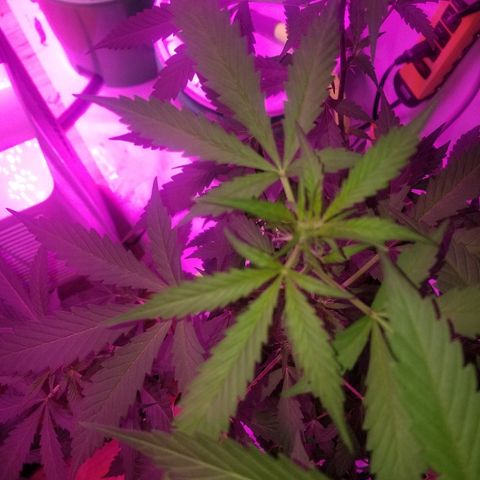 G14 #1 growlog timeline photo