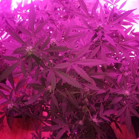 Kracken #1 growlog timeline photo