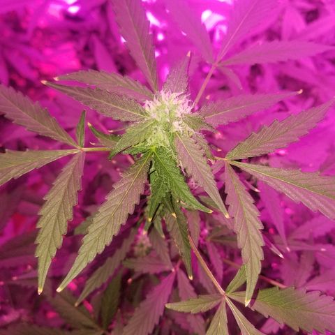 Kracken #1 growlog timeline photo