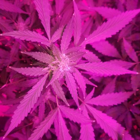 Kracken #1 growlog timeline photo