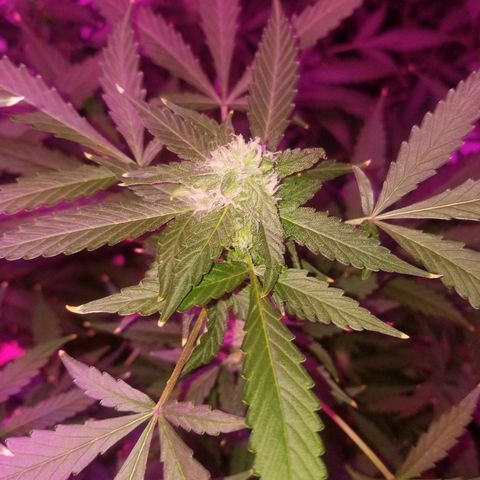 Kracken #1 growlog timeline photo
