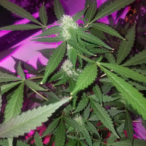 Kracken #1 growlog timeline photo