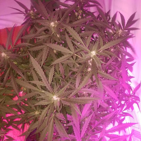 Kracken #2 growlog timeline photo