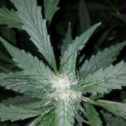 Kracken #2 growlog timeline photo