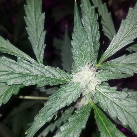 Kracken #2 growlog timeline photo