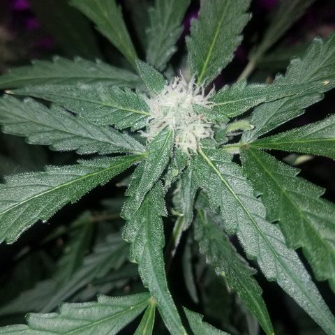 Kracken #2 growlog timeline photo