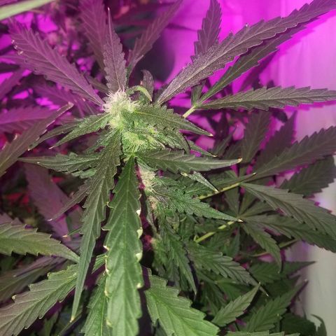 Kracken #2 growlog timeline photo