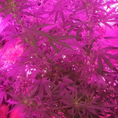 Bubblegum breath  #1 growlog timeline photo