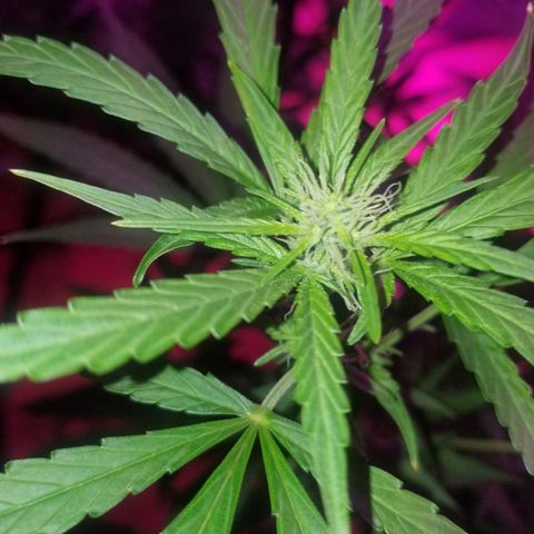 Bubblegum breath  #1 growlog timeline photo