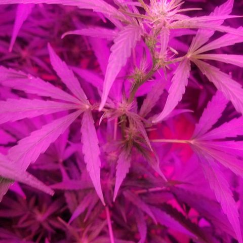 Bubblegum breath  #1 growlog timeline photo