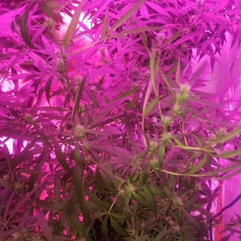 Bubblegum breath  #2 growlog timeline photo