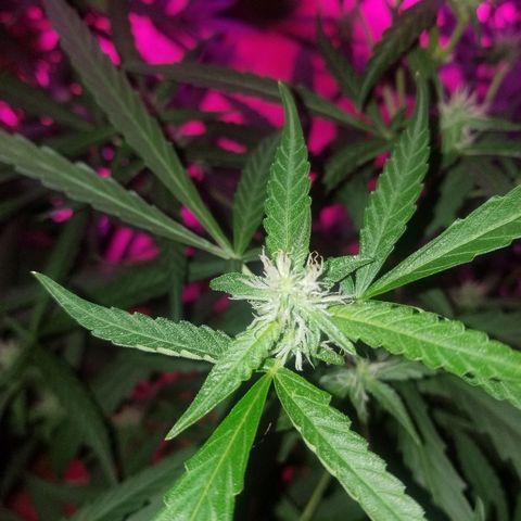 Bubblegum breath  #2 growlog timeline photo