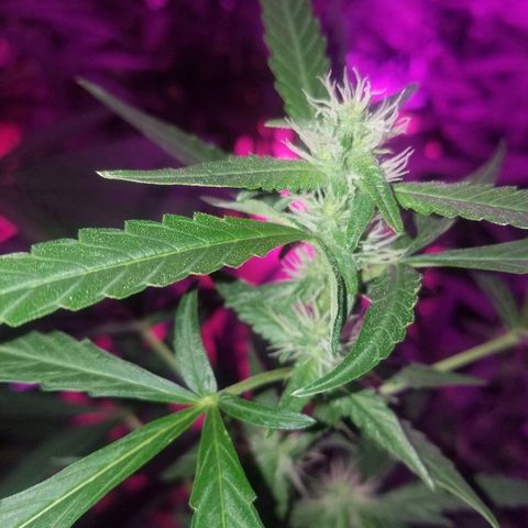 Bubblegum breath  #2 growlog timeline photo
