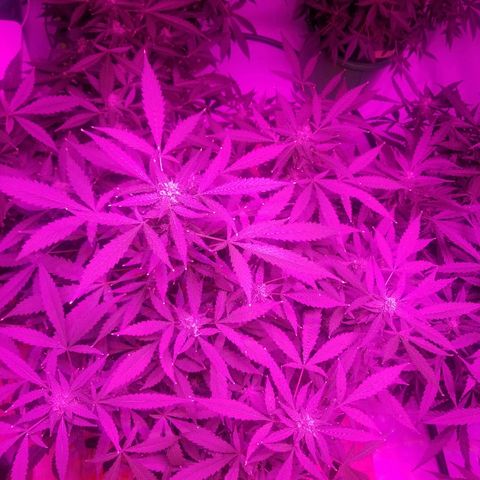 Kracken #1 growlog timeline photo