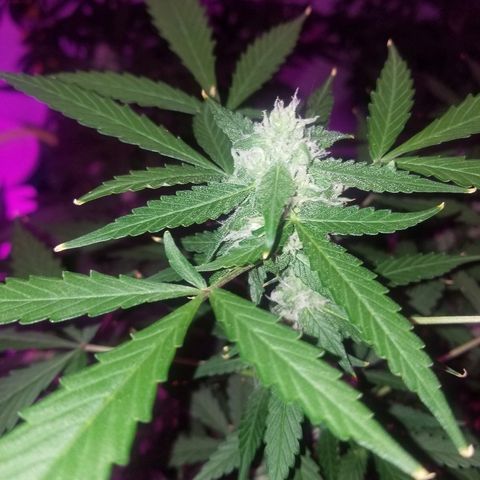 Kracken #1 growlog timeline photo
