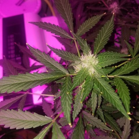 Kracken #1 growlog timeline photo