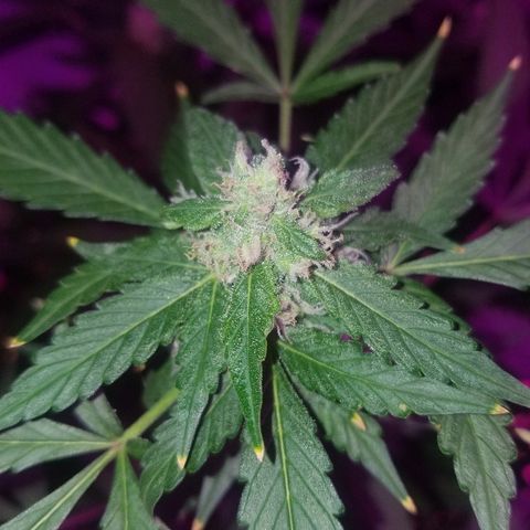 Kracken #1 growlog timeline photo