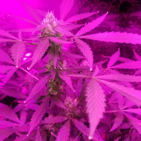 Kracken #1 growlog timeline photo