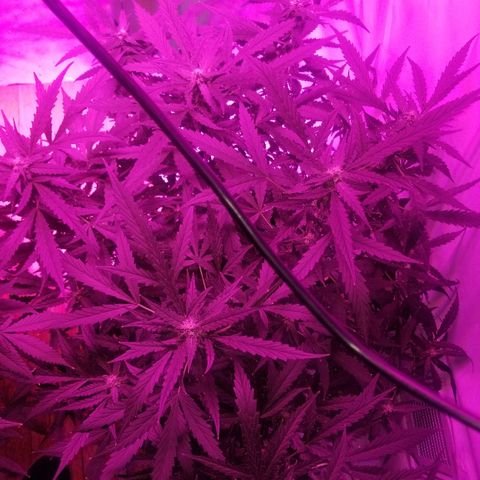 Kracken #2 growlog timeline photo