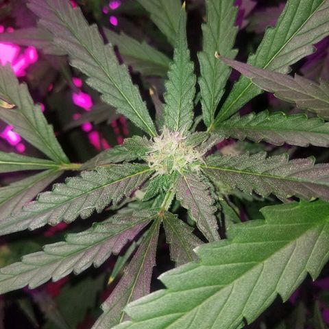 Kracken #2 growlog timeline photo