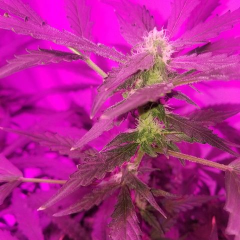 Kracken #2 growlog timeline photo