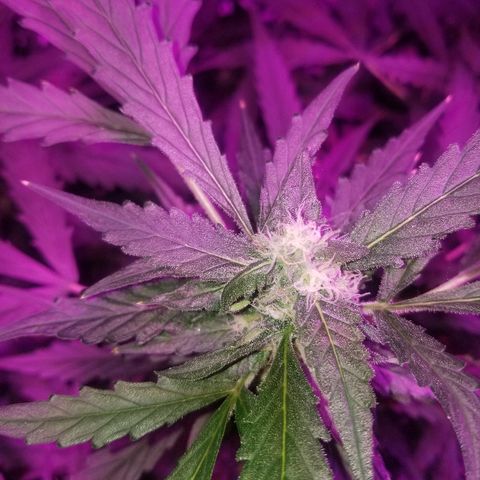 Kracken #2 growlog timeline photo