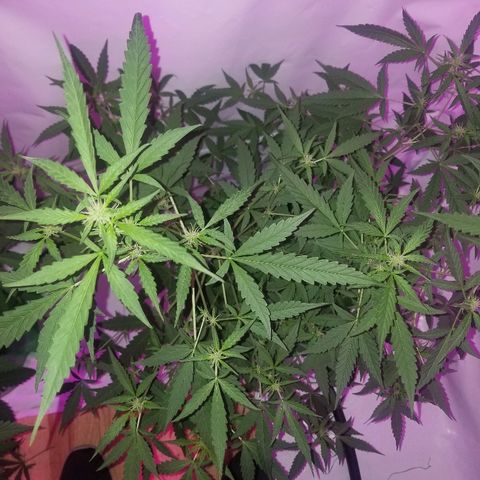 Do Si Dos Auto growlog timeline photo