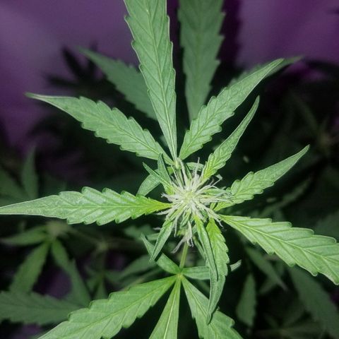 Do Si Dos Auto growlog timeline photo