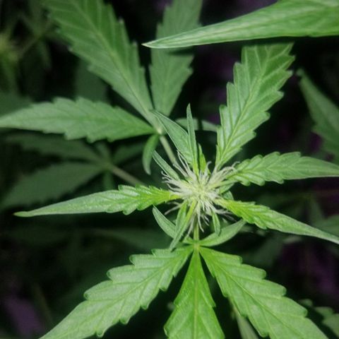 Do Si Dos Auto growlog timeline photo
