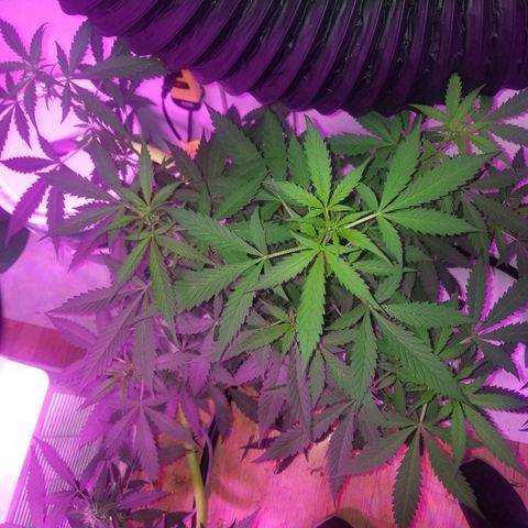 G14 #1 growlog timeline photo