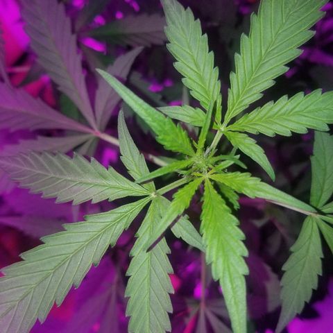 G14 #1 growlog timeline photo