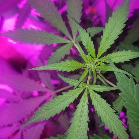 G14 #1 growlog timeline photo