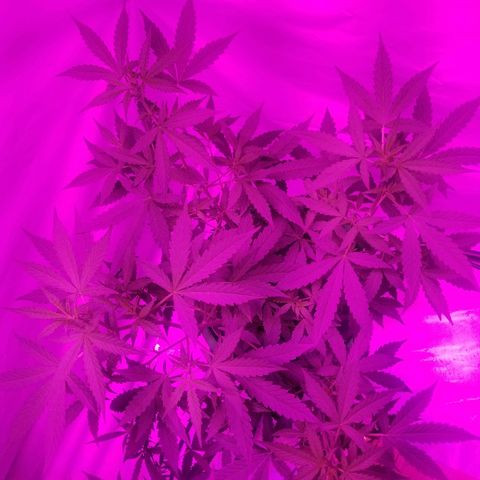 Bam Bam #1 growlog timeline photo