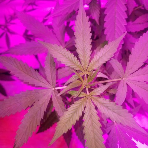 Bam Bam #1 growlog timeline photo