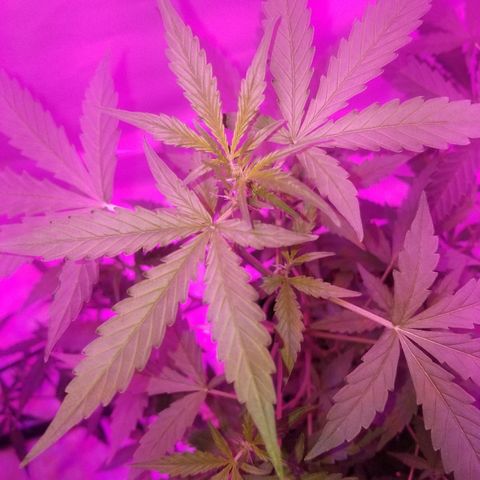 Bam Bam #1 growlog timeline photo