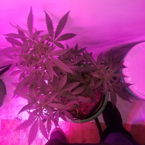 Bam Bam #2 growlog timeline photo