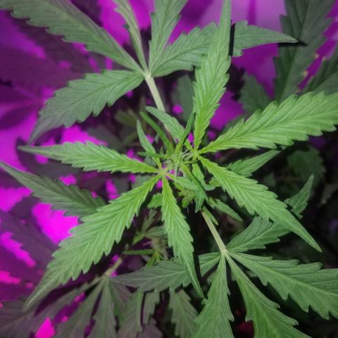 Bam Bam #2 growlog timeline photo