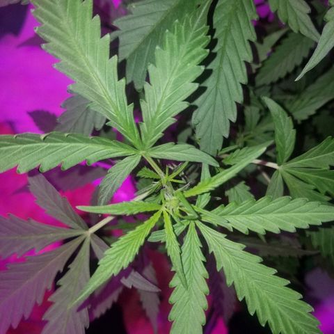 Bam Bam #2 growlog timeline photo