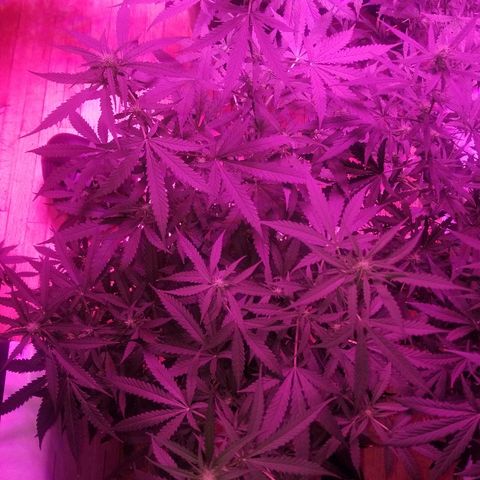 Bam Bam #3 growlog timeline photo