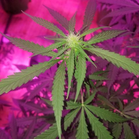 Bam Bam #3 growlog timeline photo