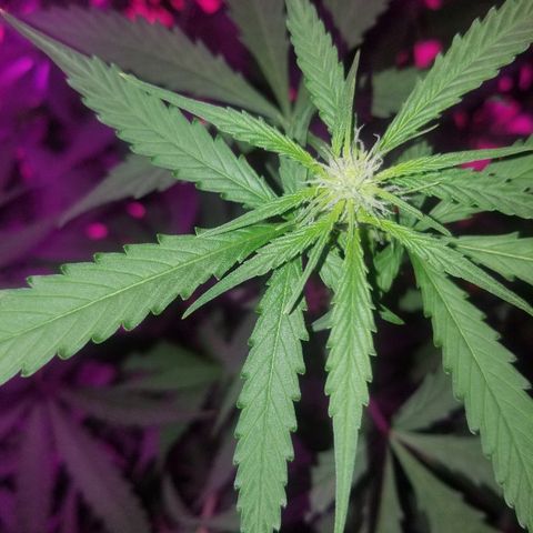 Bam Bam #3 growlog timeline photo