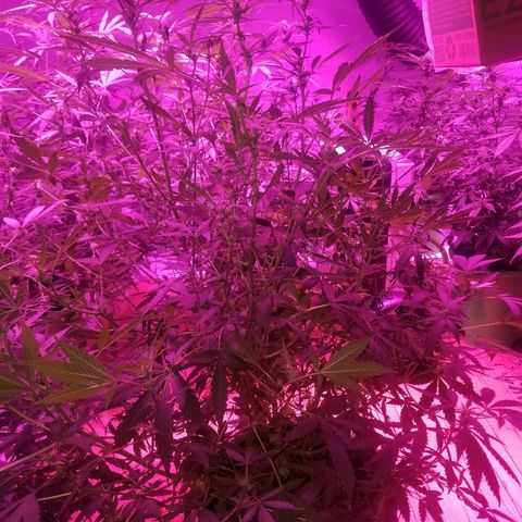Bitchen Camaro  growlog timeline photo