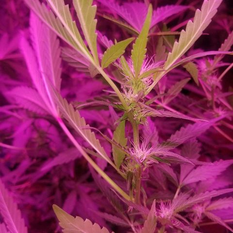 Bitchen Camaro  growlog timeline photo