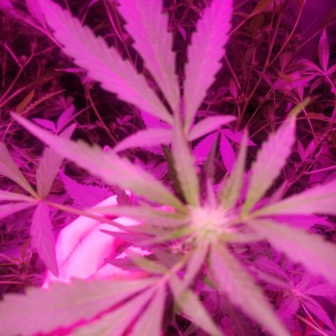 Bitchen Camaro  growlog timeline photo
