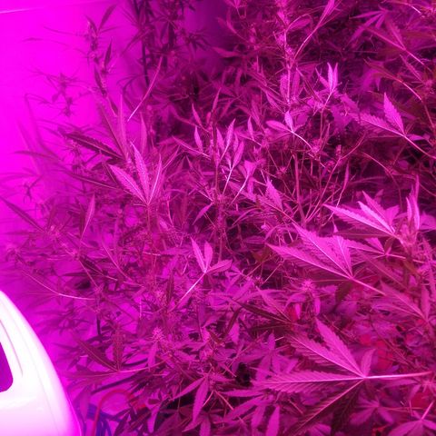 White widow  #1 growlog timeline photo
