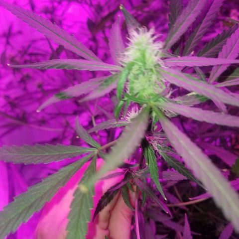 White widow  #1 growlog timeline photo